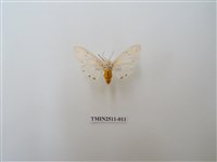 藏品(八點灰燈蛾)的圖片